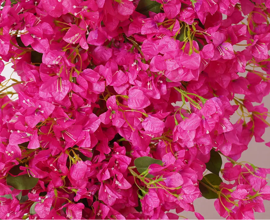 Close-up of bright pink flowers with a neutral background