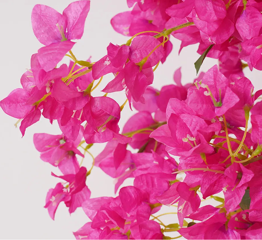 Close-up of bright pink flowers with a white background